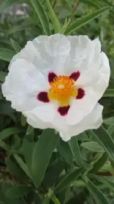 CISTUS x purpureus 'Alan Fradd'