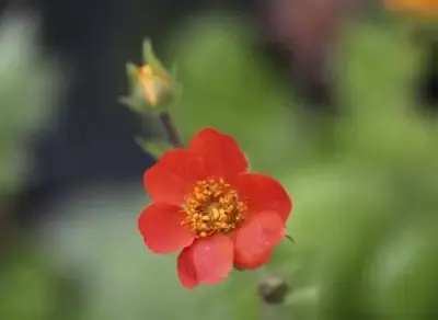 GEUM coccineum 'Koi'