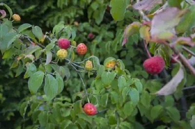 CORNUS kousa chinensis - image 1