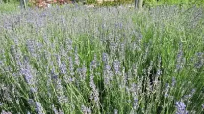 LAVANDULA angustifolia 'Munstead'