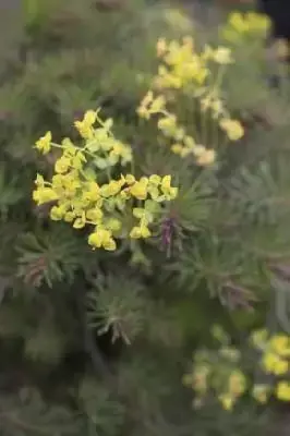 EUPHORBIA cyparissias 'Fens Ruby'