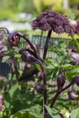 ANGELICA gigas - image 3