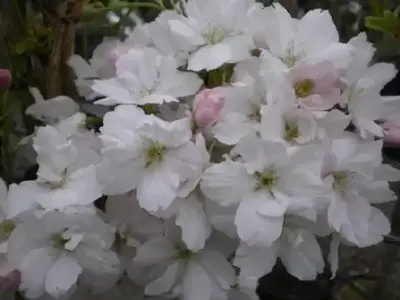 PRUNUS 'Amanogawa' - image 3