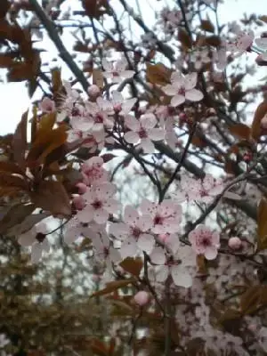 PRUNUS cerasifera 'Nigra'