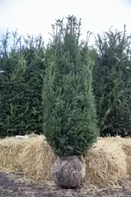 TAXUS baccata - image 2