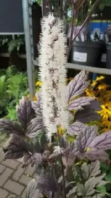 ACTAEA simplex atropurpurea 'Chocoholic'