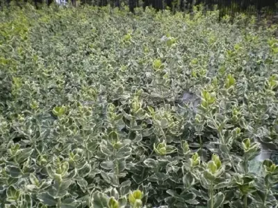 EUONYMUS fortunei 'Emerald Gaiety' - image 2