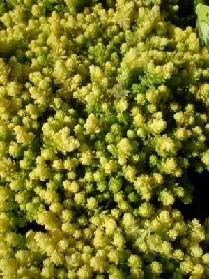 SEDUM acre 'Aureum'