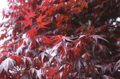 ACER palmatum 'Atropurpureum'