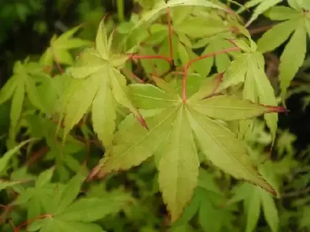 ACER palmatum 'Katsura' - image 1
