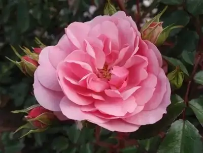 ROSA 'Bonica'