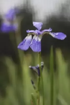 IRIS sibirica 'Blue King'