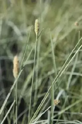 SESLERIA nitida
