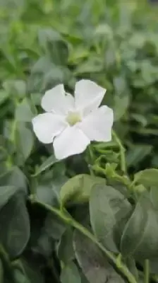 VINCA minor alba 'Gertrude Jekyll'