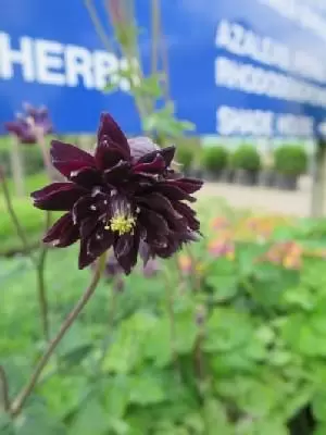 AQUILEGIA vulgaris stellata 'Black Barlow'