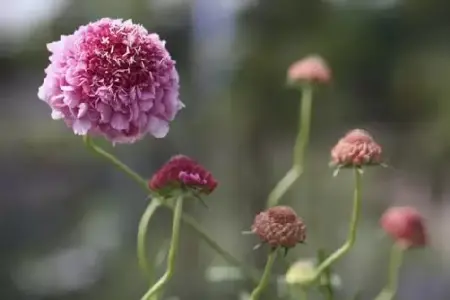SCABIOSA atropurpurea 'Beaujolais Bonnets'