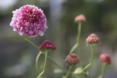 SCABIOSA atropurpurea 'Beaujolais Bonnets'