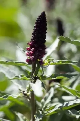 LYSIMACHIA atropurpurea - image 1