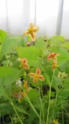 EPIMEDIUM 'Amber Queen'