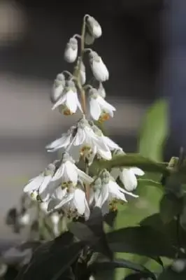 DEUTZIA pulchra