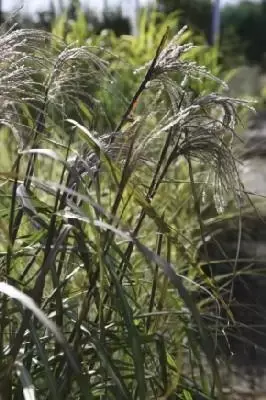 MISCANTHUS sinensis 'Malepartus'