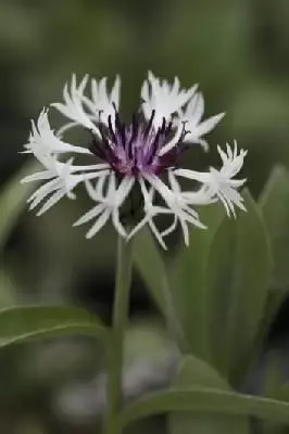 CENTAUREA montana 'Amethyst in Snow'