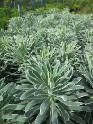 EUPHORBIA characias 'Glacier Blue'