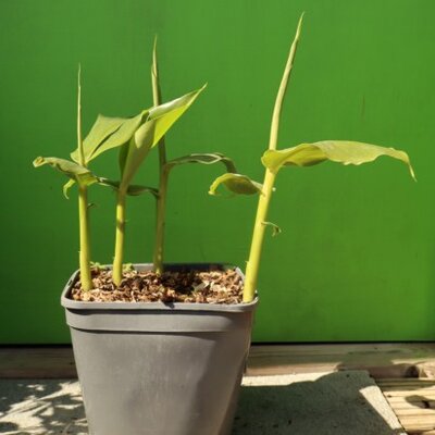 HEDYCHIUM gardnerianum