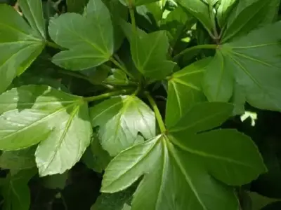 PSEUDOPANAX lessonii 'Cyril Watson'