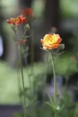 GEUM 'Totally Tangerine'