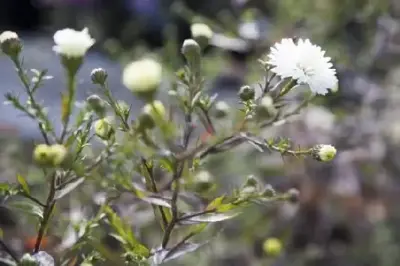 Symphyotrichum novi-belgii 'White Ladies'