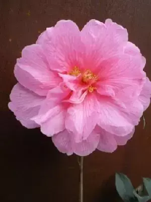 CAMELLIA x williamsii 'Donation'