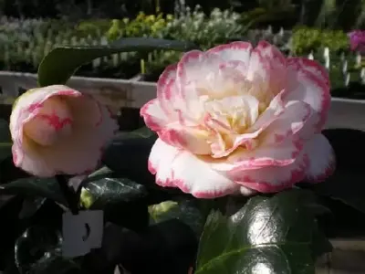 CAMELLIA japonica 'Margaret Davis'
