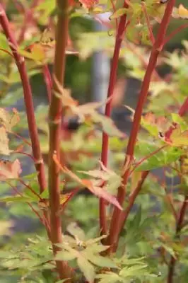 ACER palmatum 'Sango-kaku'