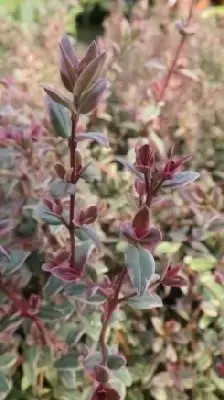 UGNI molinae 'Flambeau'