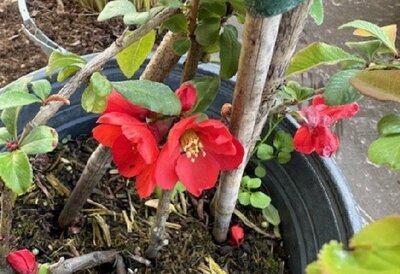 CHAENOMELES x superba 'Crimson and Gold'