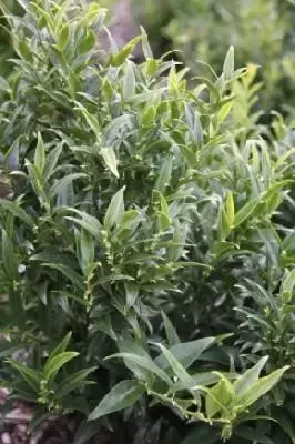SARCOCOCCA ruscifolia 'Dragon Gate' - image 2
