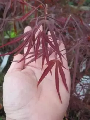 ACER palmatum 'Enkan'