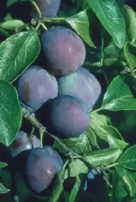 Prunus domestica 'Marjorie's Seedling' (PLUM)
