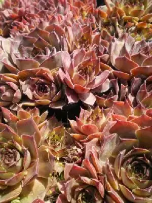 SEMPERVIVUM mixed