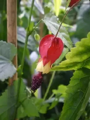ABUTILON megapotamicum - image 2