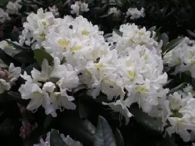 RHODODENDRON 'Cunningham's White' - image 2