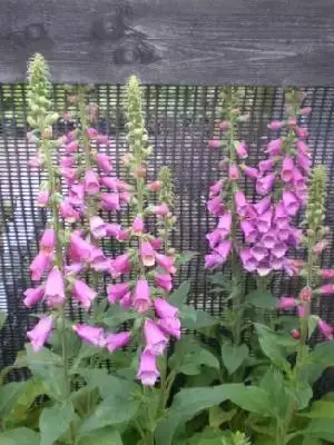 DIGITALIS purpurea 'Dalmatian Purple'