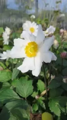 ANEMONE x hybrida 'Whirlwind' - image 1