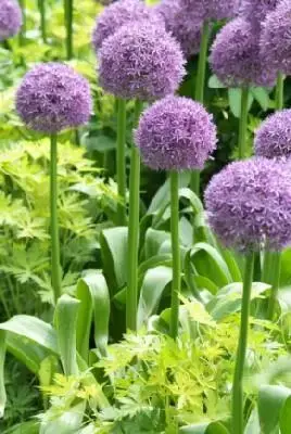 ALLIUM 'Globemaster' - image 3