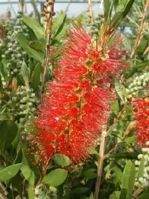 CALLISTEMON rugulosus - image 1