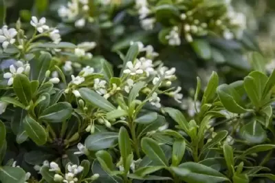 PITTOSPORUM tobira 'Nanum'