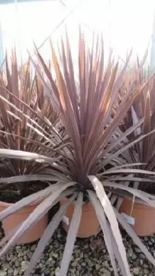 CORDYLINE 'Red Star'