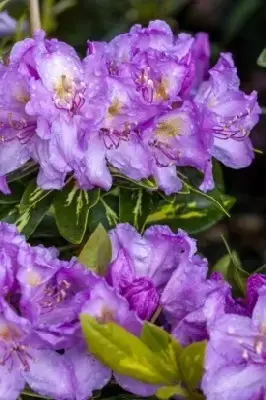 RHODODENDRON 'Goldflimmer'