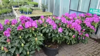 RHODODENDRON 'Anah Kruschke'